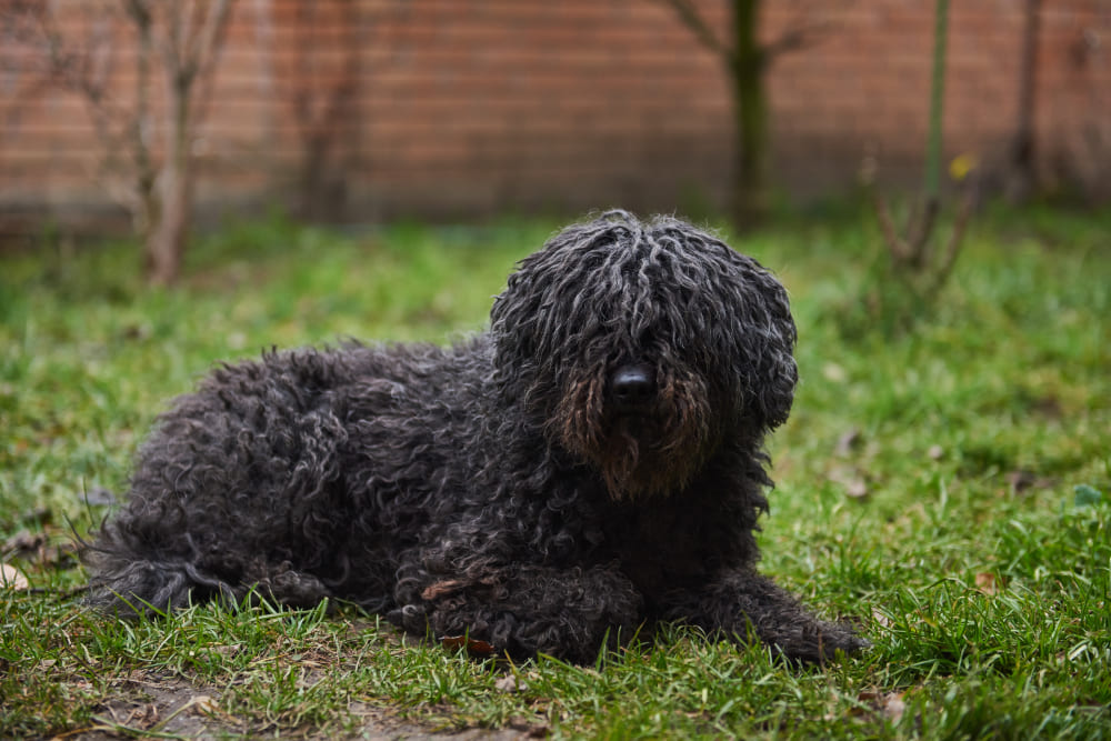 Венгерская овчарка пули черного окраса