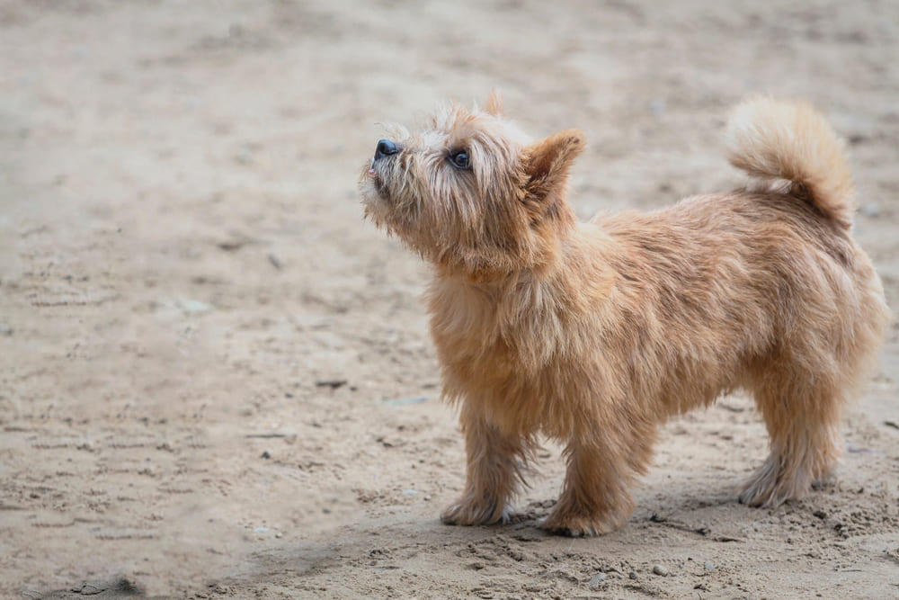 Norwich terrier