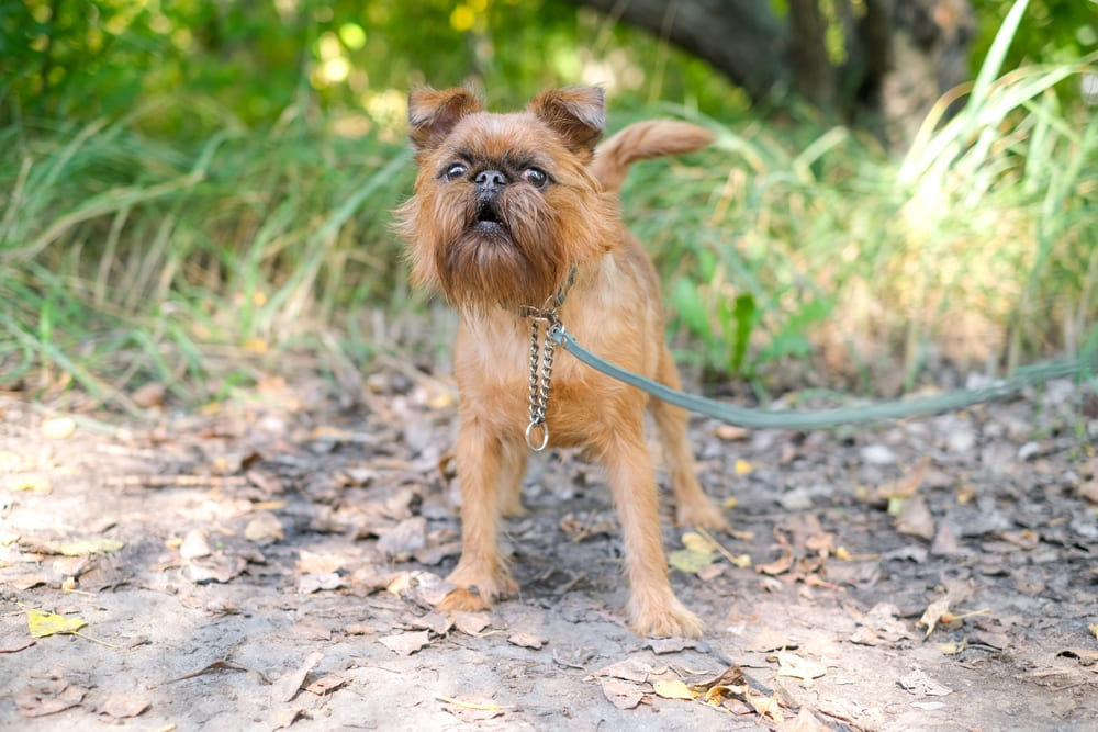 Гриффон на поводке