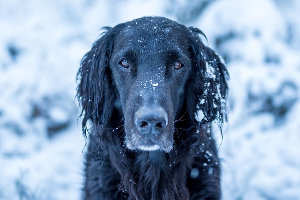 Прямошерстный ретривер зимой