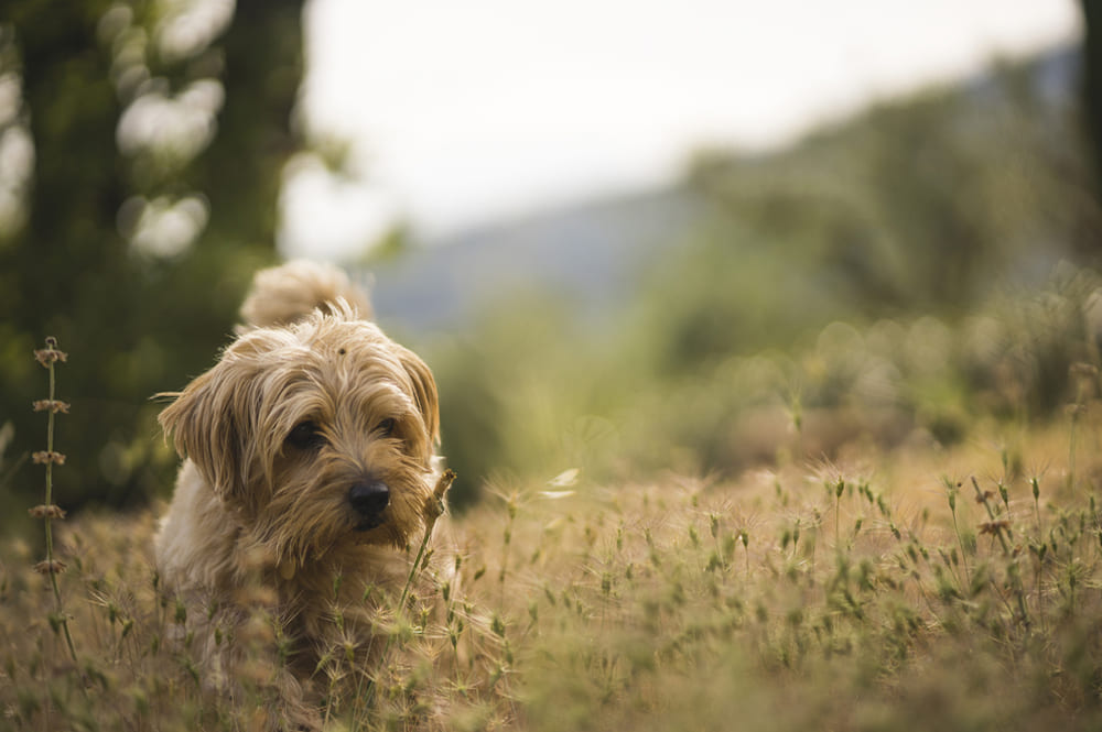 Норфолкский терьер