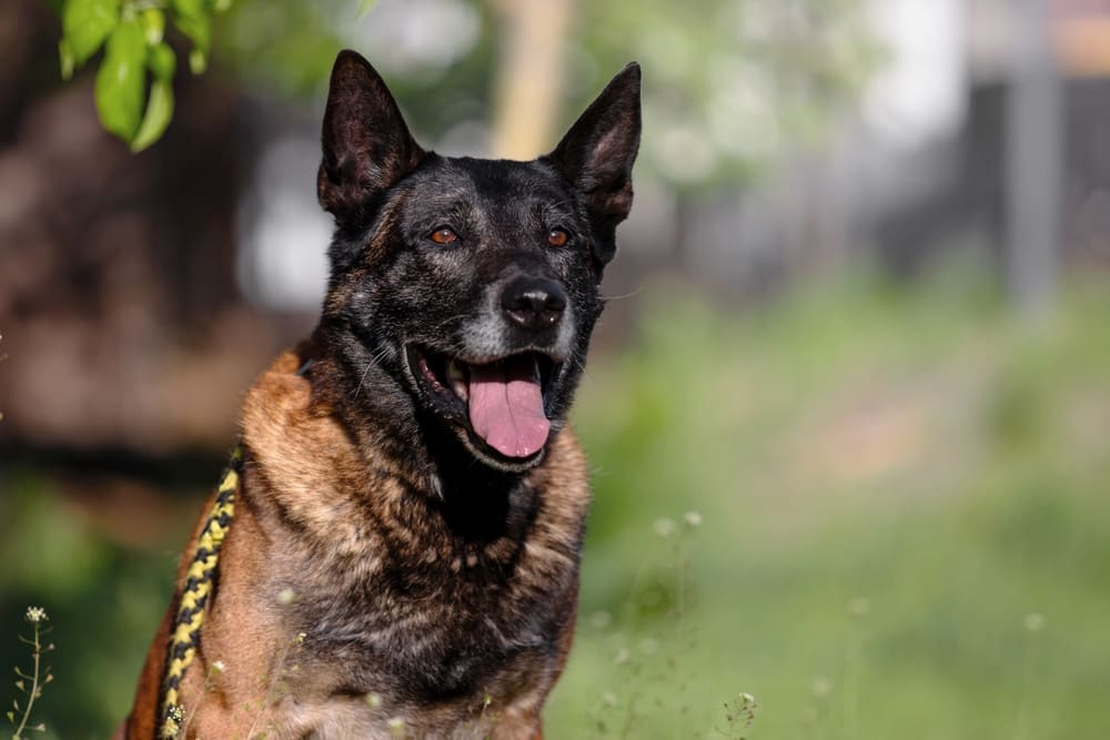 Пожилая овчарка малинуа