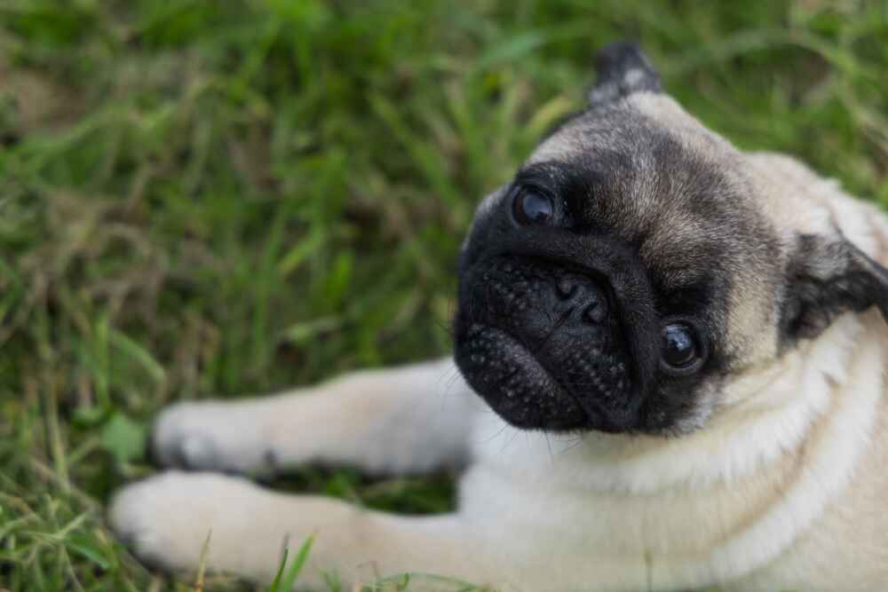 Щенок мопса на прогулке