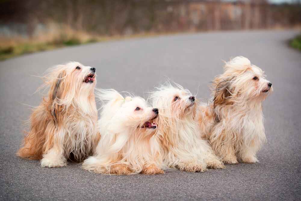 Взрослеющий гаванский бишон