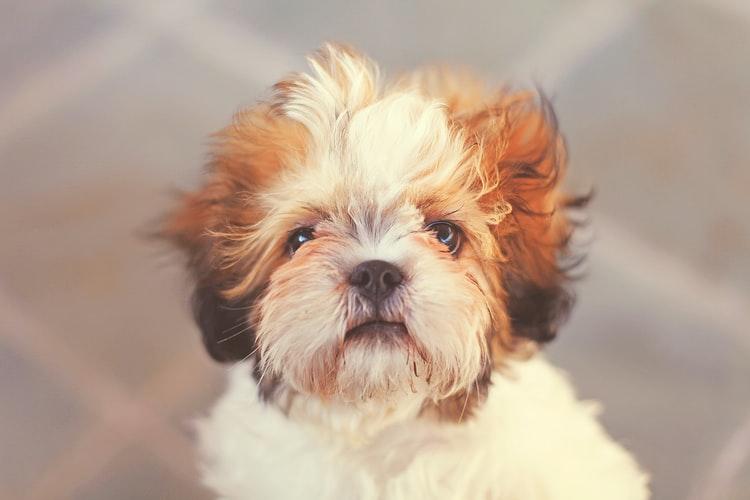 7 причин перхоти у собак: возможные причины и способы ее предотвращения