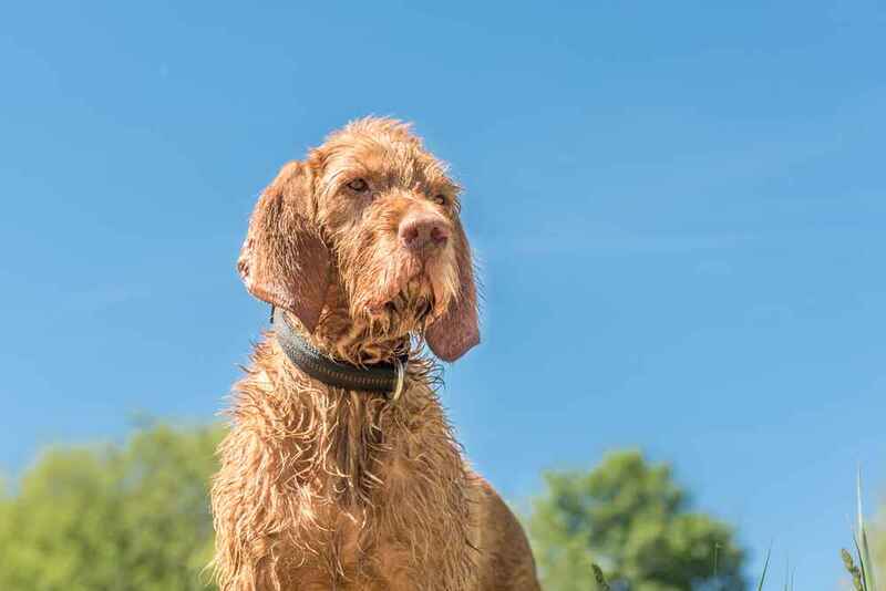 Венгерская выжла с жесткой шерстью