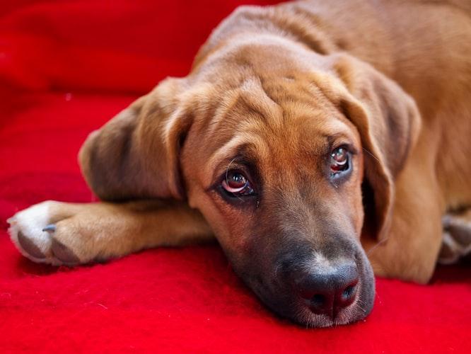Гипотиреоз у собак: симптоматика, причины развития, прогнозы 