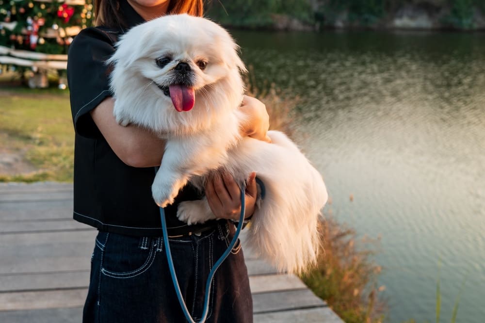 У пекинесов есть свои плюсы и минусы