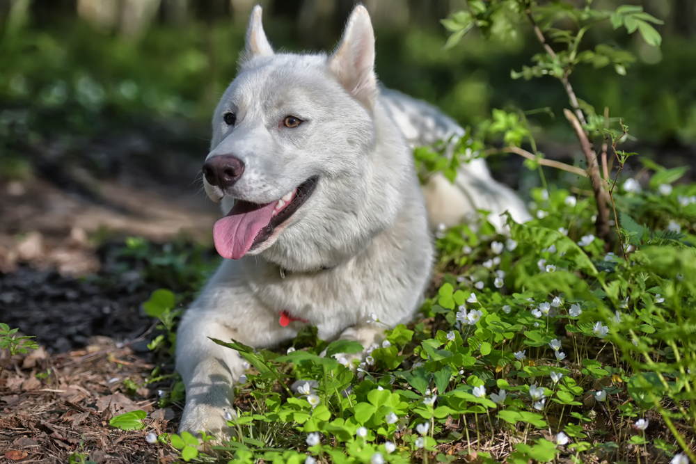 Белый хаски на природе
