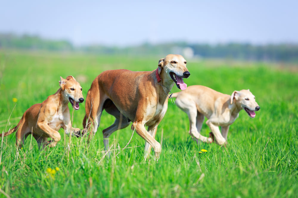 Три хортых борзых собаки