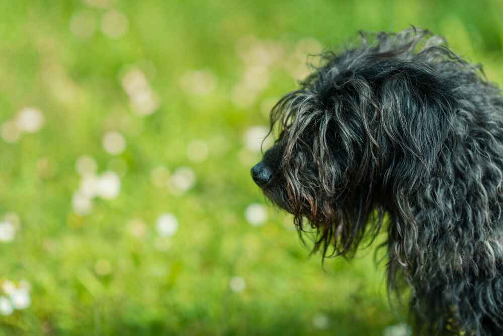 Голова бергамской овчарки