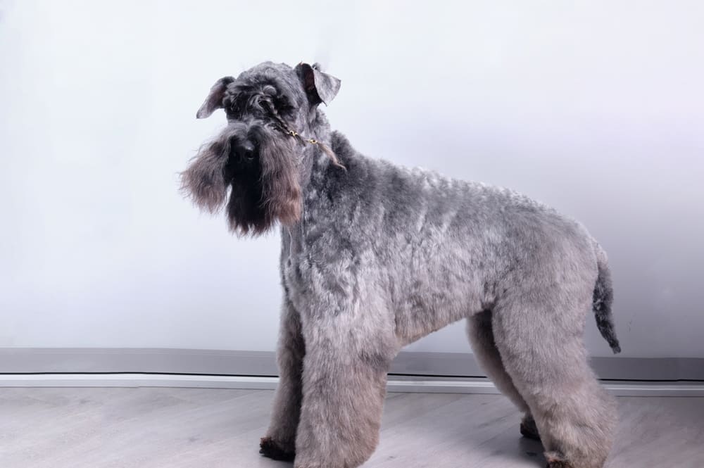 Керри-блю-терьер голубого окраса