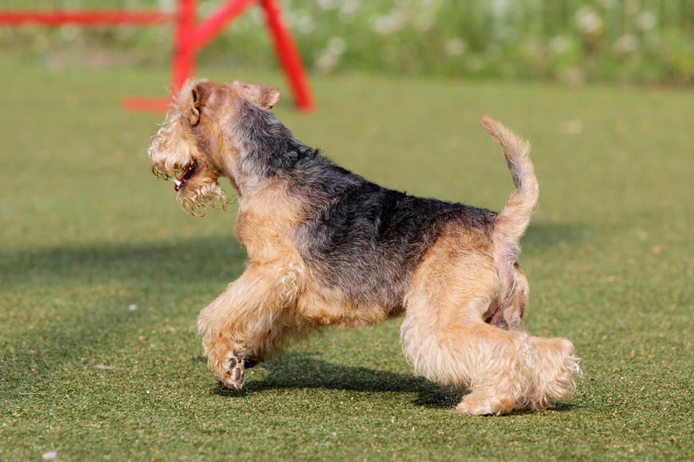 Лейкленд-терьер принимает участие в аджилити