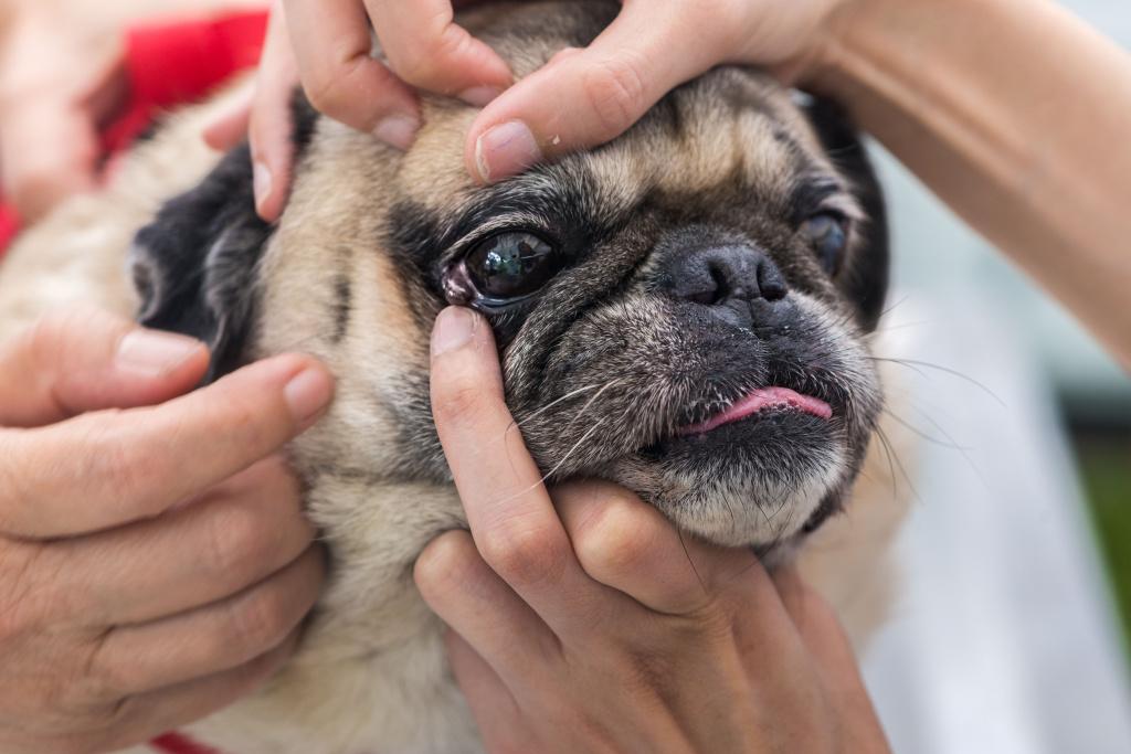 Чем можно промыть глаза собаке в домашних условиях 