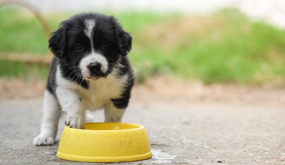 Почему собака или щенок не пьет воду: причины и их устранение