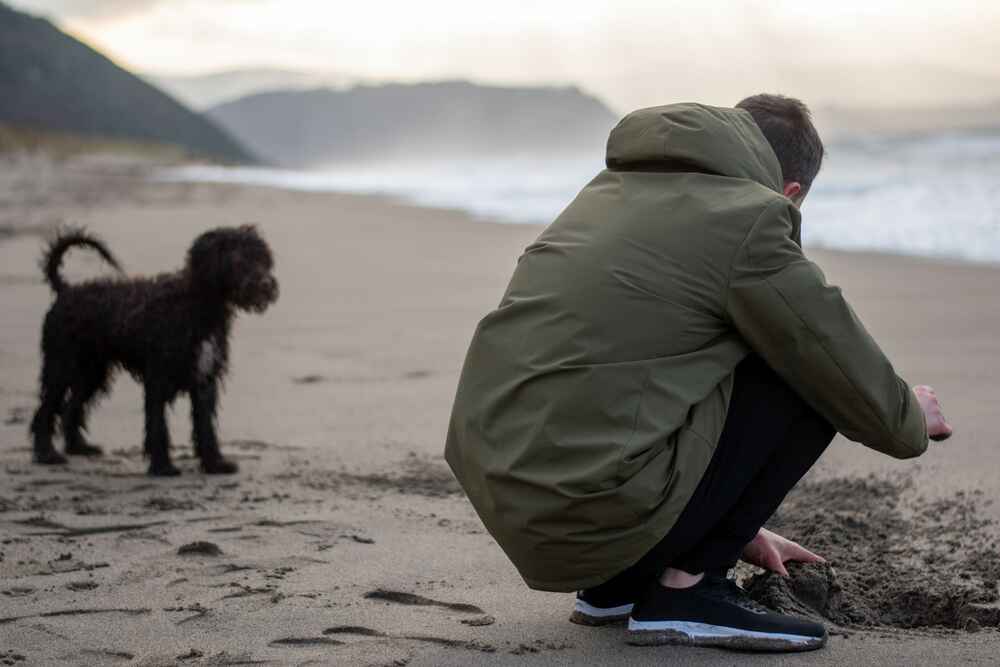 Спаниель на фото