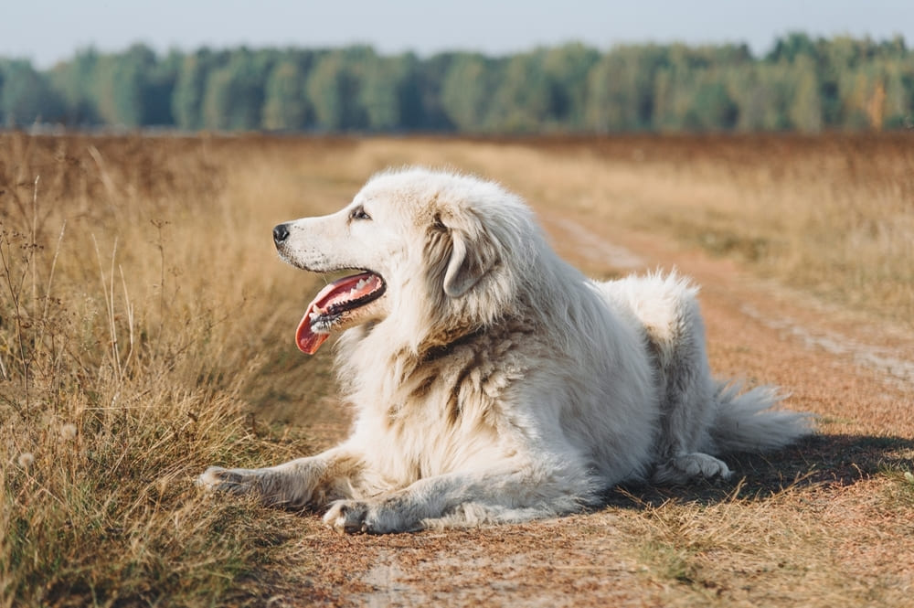 Пиренейская горная собака лежит на дороге