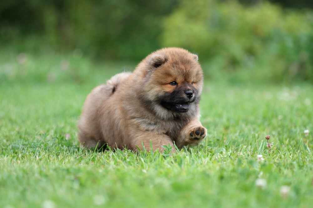 Изображениe — Порода собак чау-чау Порода собак чау-чау