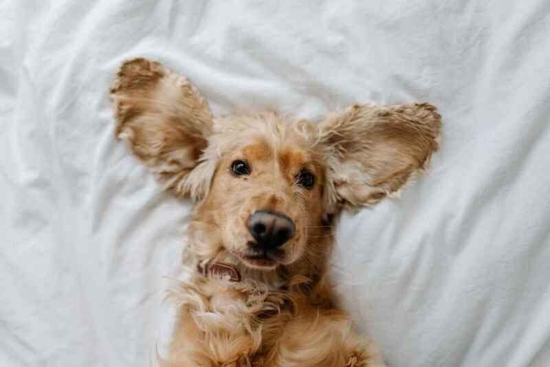 Смешной английский кокер-спаниель