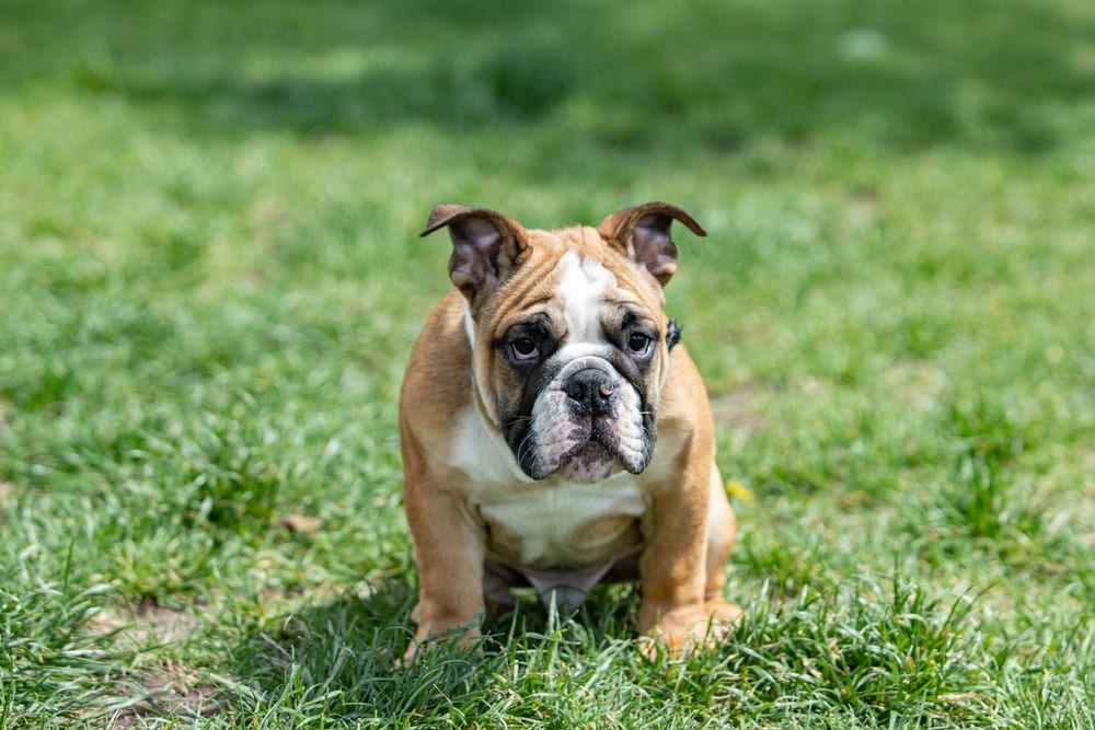 Щенок английского бульдога