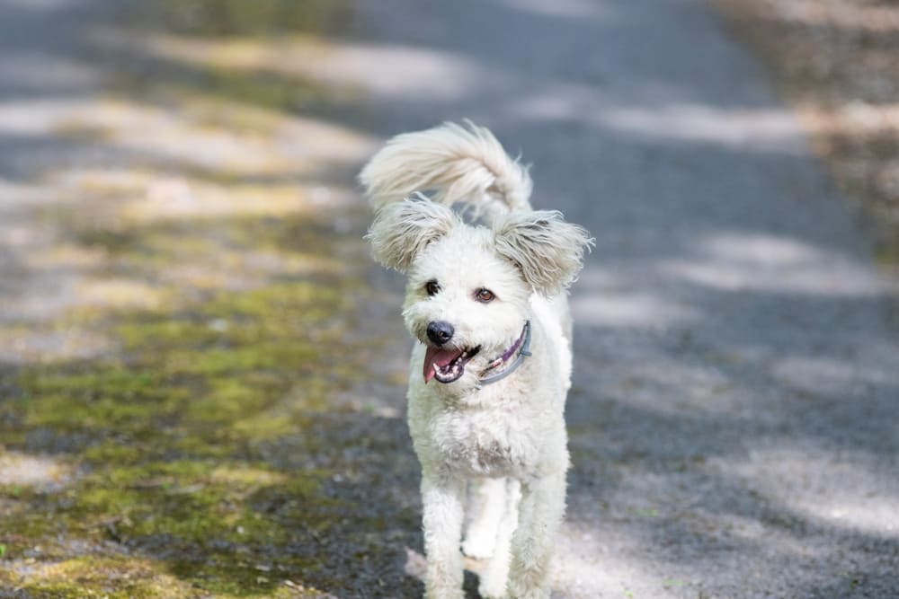 Пуми гуляет