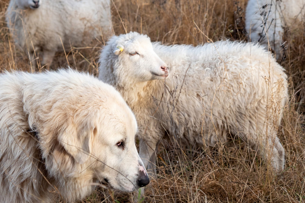 Мареммо-абруццкая овчарка со стадом