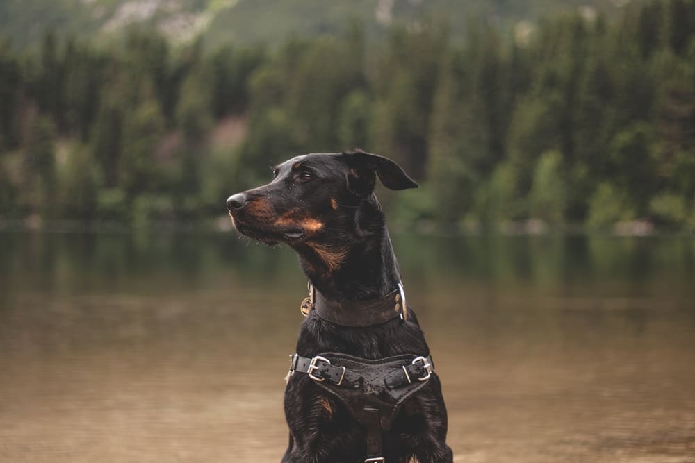 Beauceron