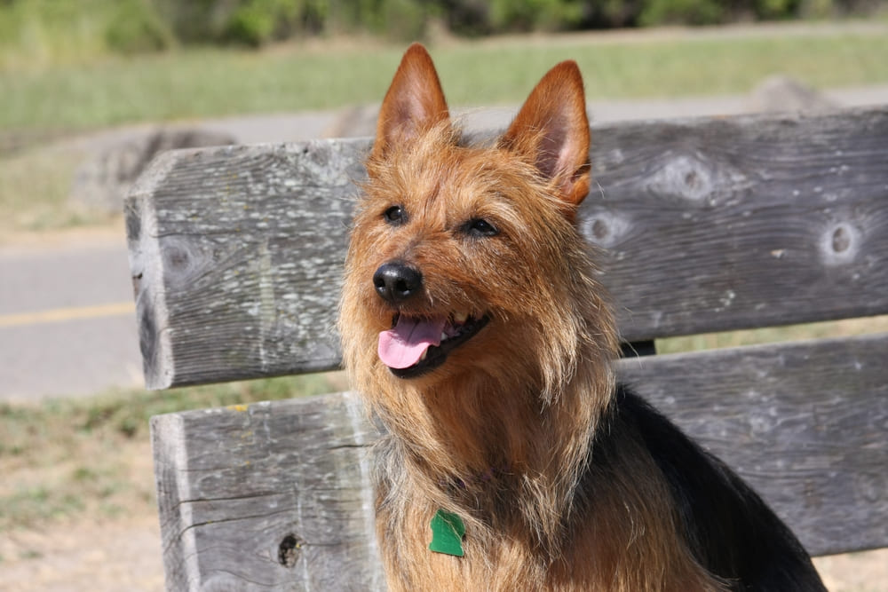 Морда австралийского терьера