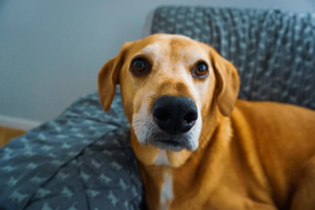 Насморк у собаки: симптомы ринита и его лечение 