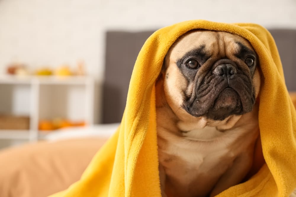 Собака французский бульдог