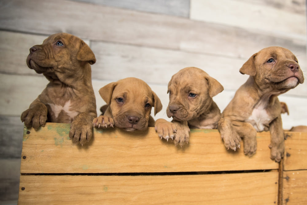 Щенки питбуля