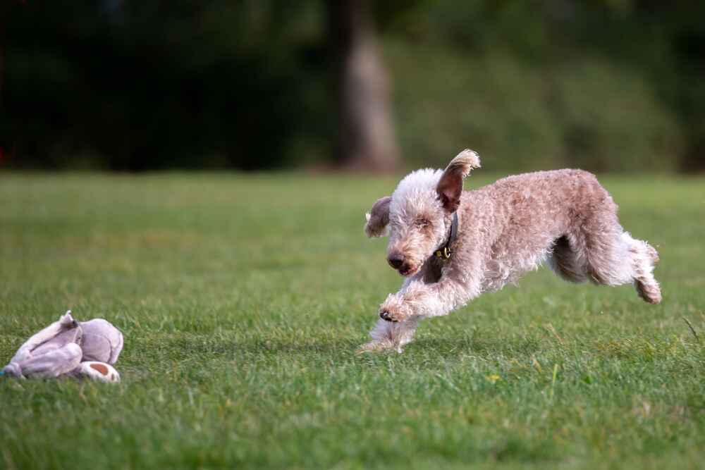 Бедлингтон-терьер на фото