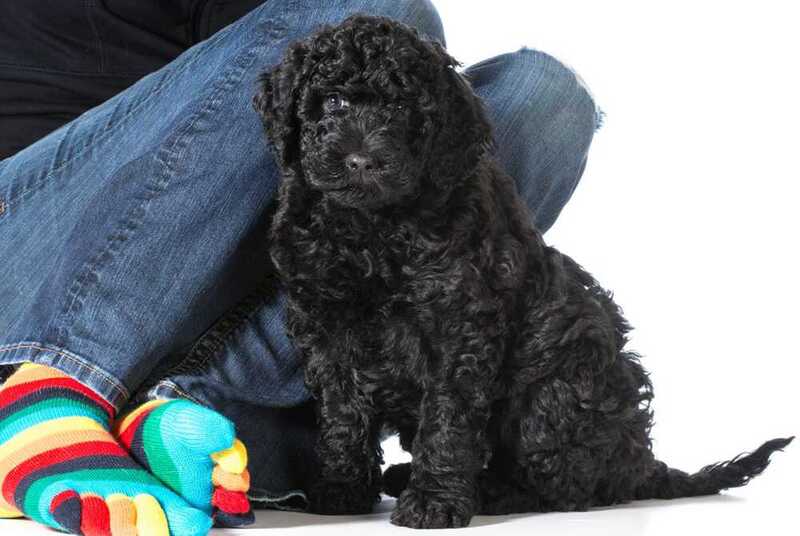 Барбет в возрасте семи недель