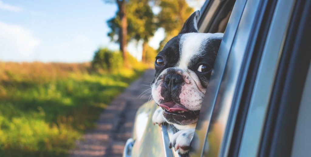 Как приучить собаку ездить в машине
