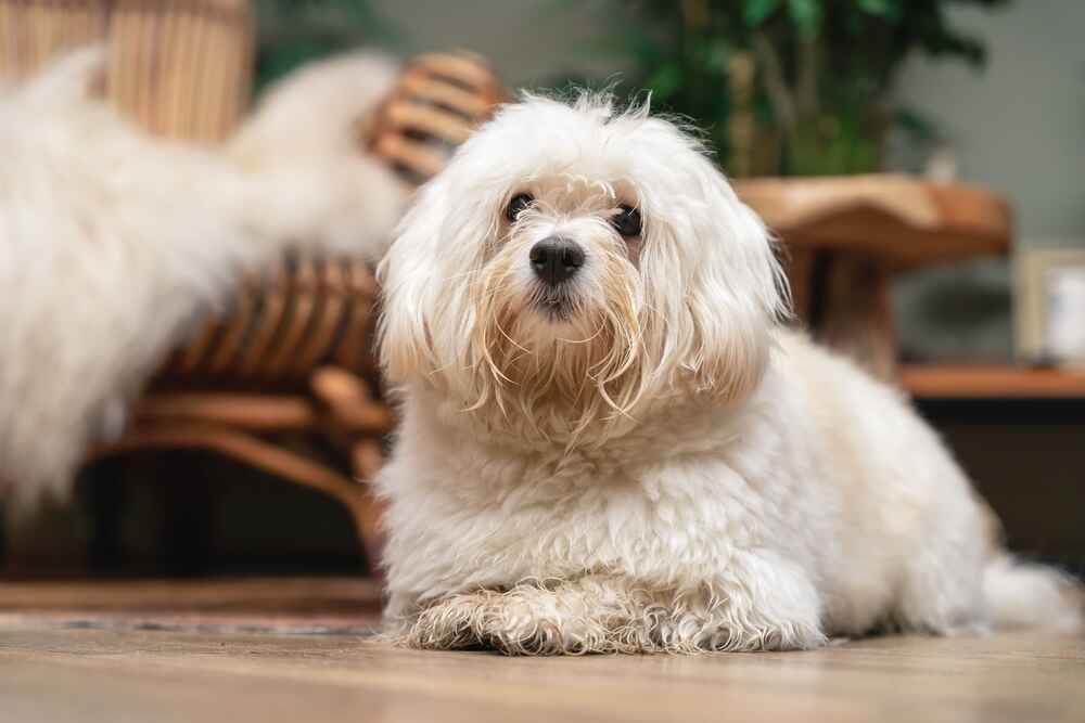 Красивый гаванский бишон