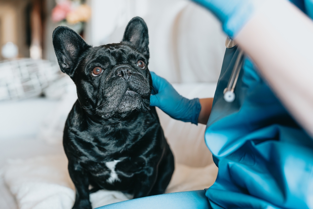 Черный французский бульдог у врача