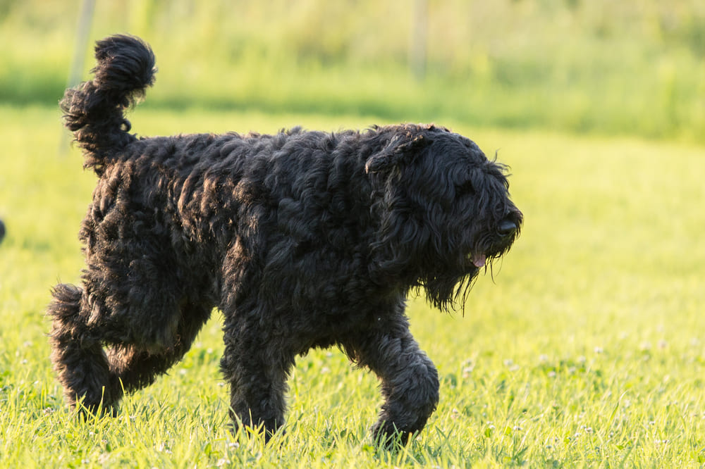Это собака фландрийский бувье