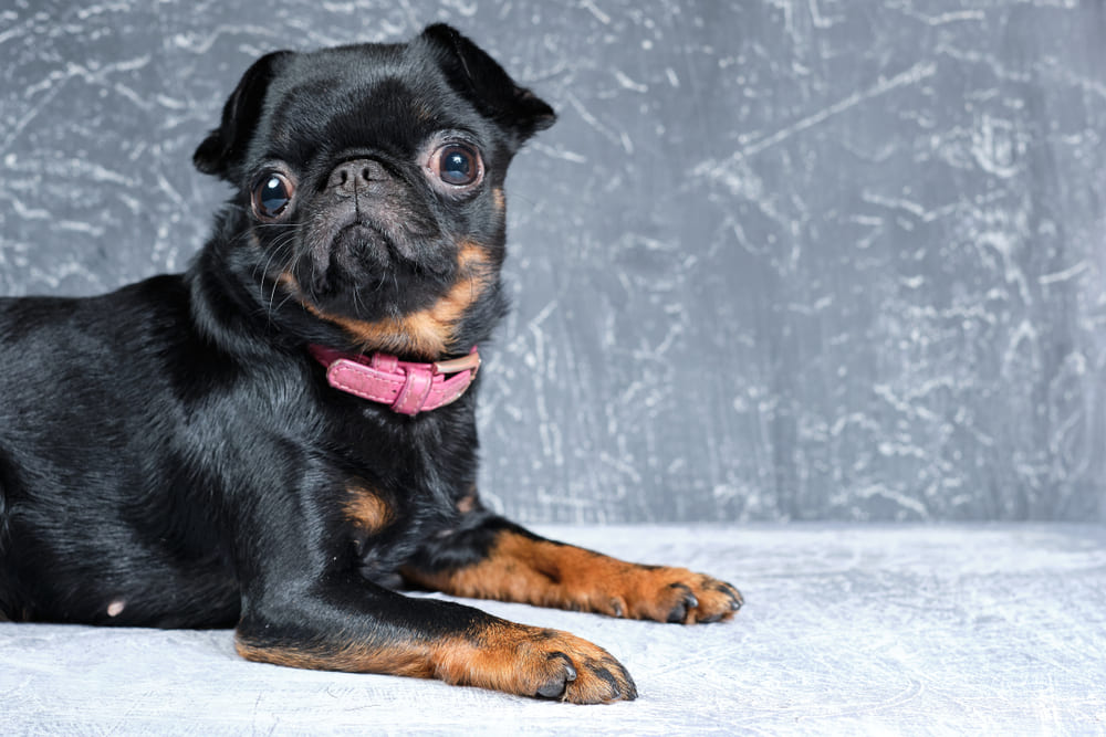 Это собака пти-брабансон