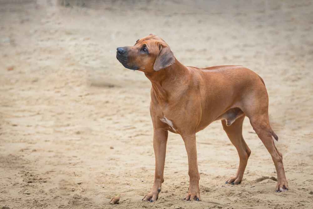 Риджбек на прогулке