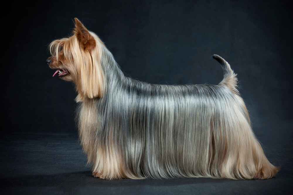 Австралийский шелковистый терьер на темном фоне