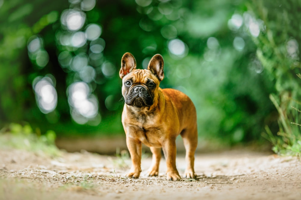 Собака французский бульдог на прогулке
