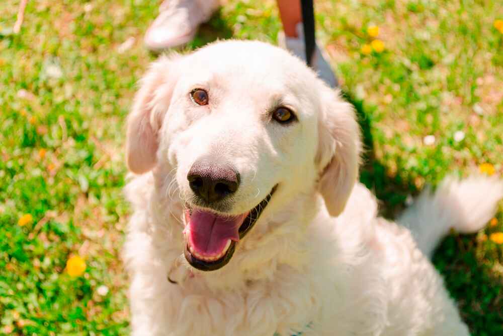 Изображениe — Кувас весной Кувас весной