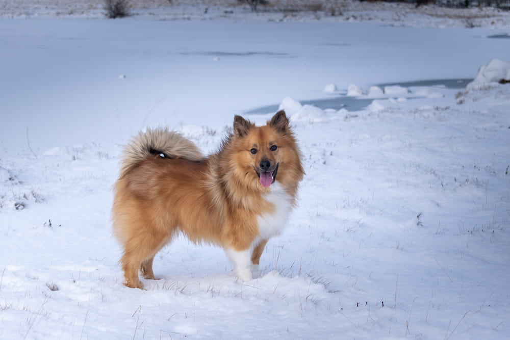 Исландская овчарка в зимний день
