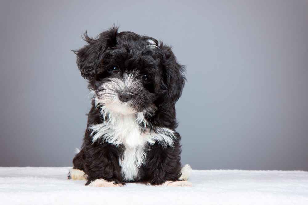 Щенок гаванского бишона