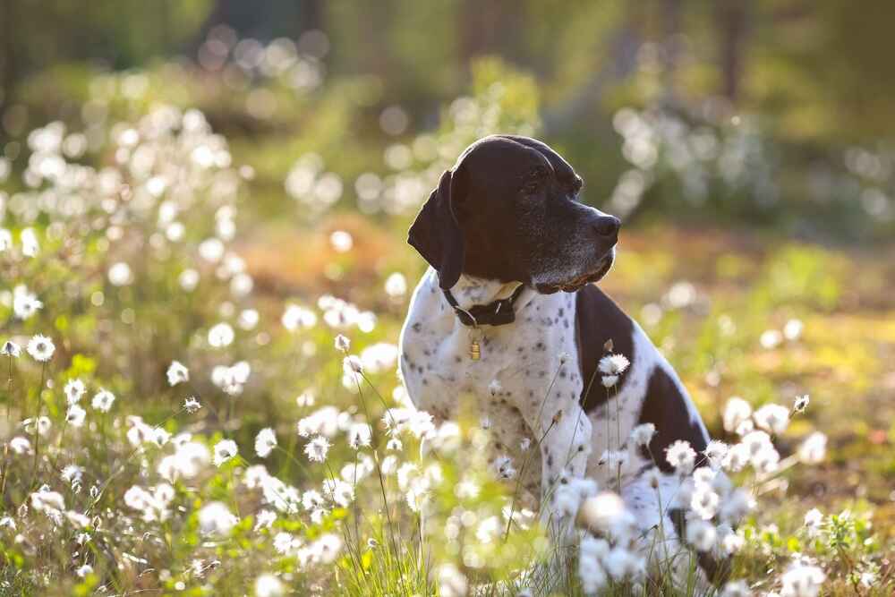 Пойнтер сидит среди цветов