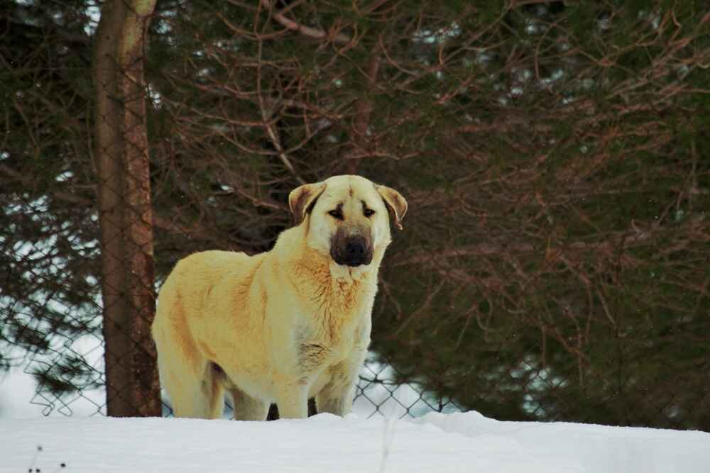 Турецкая порода собак