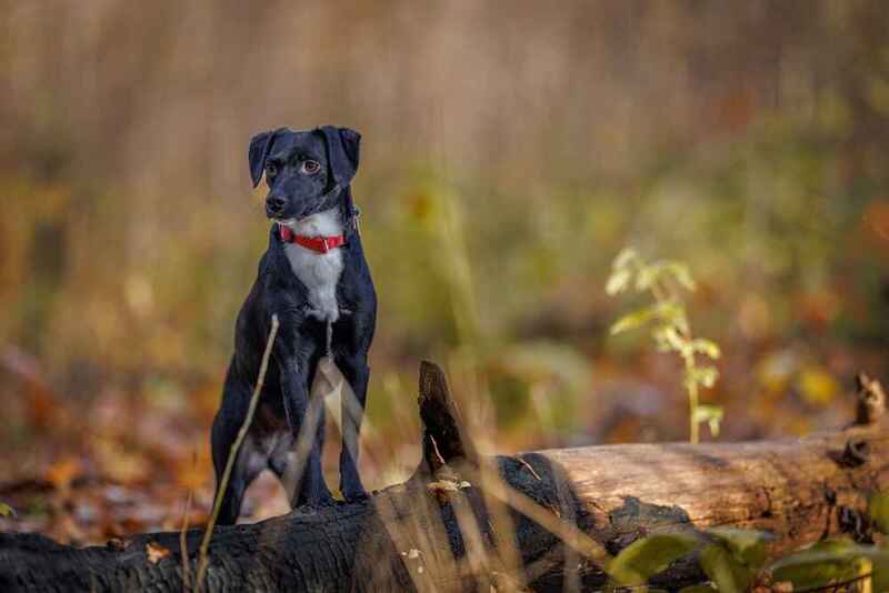 Паттердейл-терьер у дерева в лесу