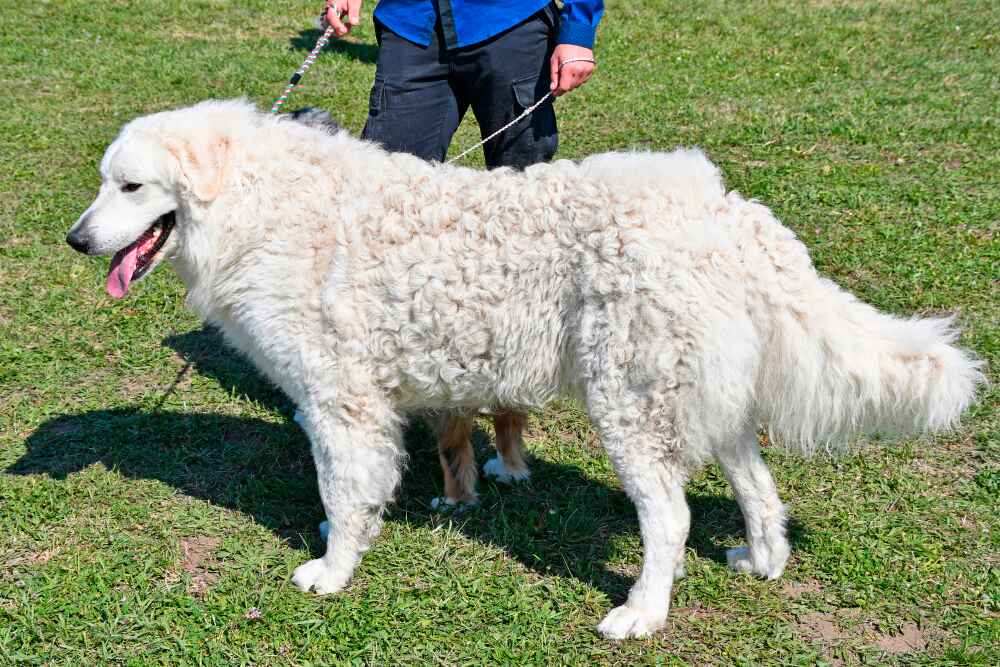 Изображениe — Кувас на улице Кувас на улице