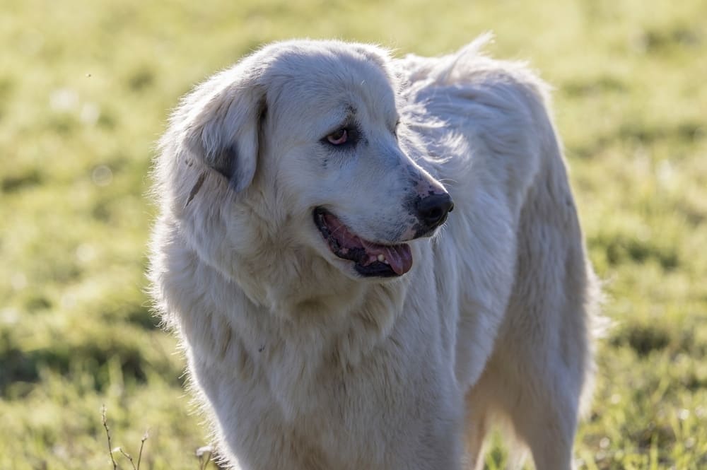 Горная собака