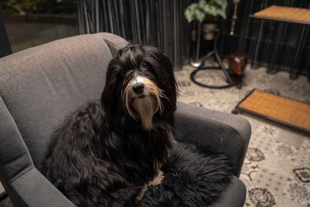Гаванский бишон на кресле